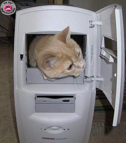 chat ordi